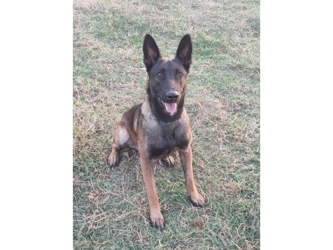 Belçika malinois
