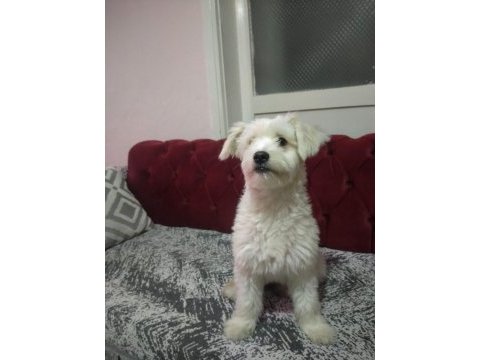 Şilamıza yeni yuva arıyoruz maltese terrier