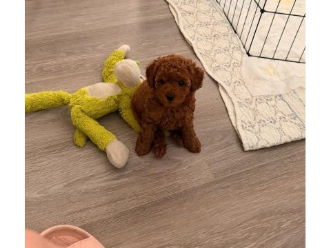 Red brown toy poodle yavrular ev ortamında büyümüş
