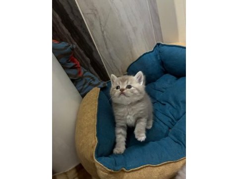 British shorthair torunlarımız yuvasını arıyor