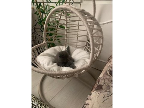 İki tane yavru scottish fold yavrular yuvasını arıyor