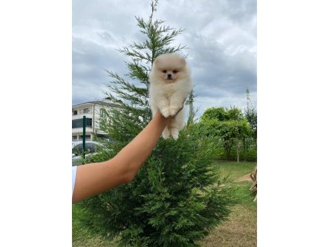 Pomeranian bo teddy yavrularımız