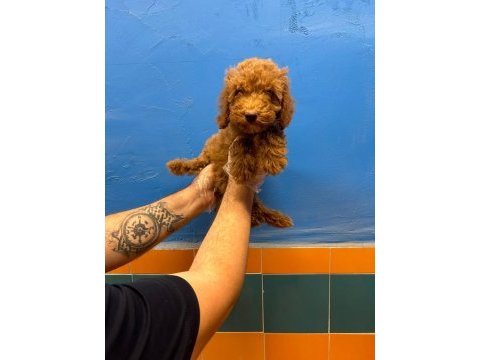 Evinizin neşesi tüy dökmeyen toy poodle yavrular