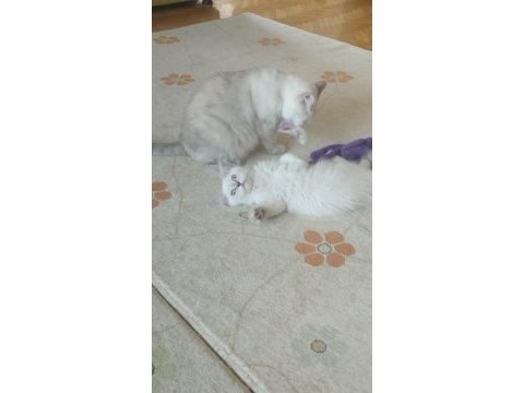 Silver point british longhair bebek yeni yuvasını arıyor