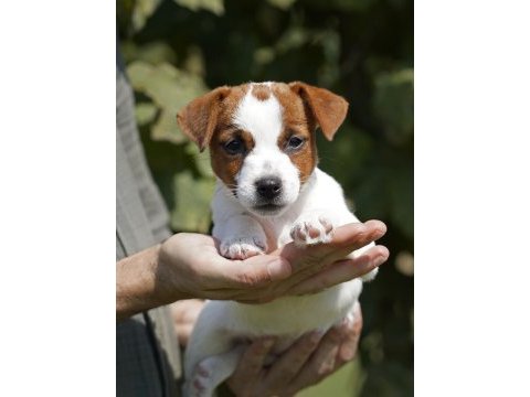 Fcı-kıf şecereli safkan dişi jack russell yavrularımız