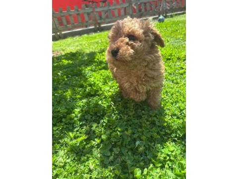 Toy poodle 0 numara