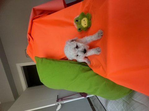 Maltese terrier köpeğimiz