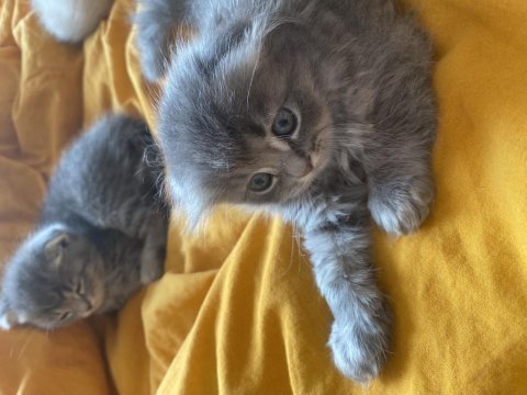 Tam bir oyuncu yavru scottish fold