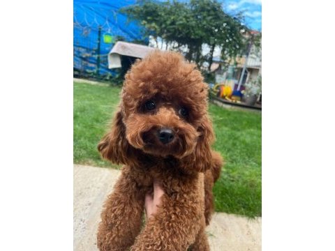Orjinal kore kan mini poodle yavru erkek
