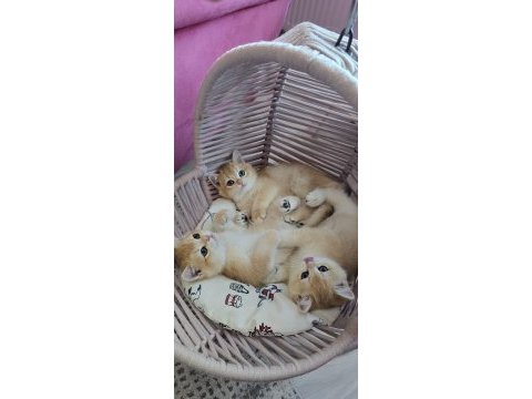 British shorthair golden ny12 yavrular