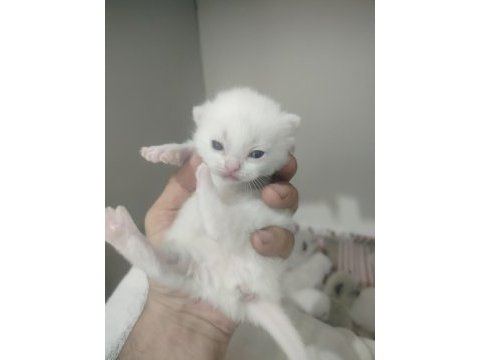 Blue point scottish fold