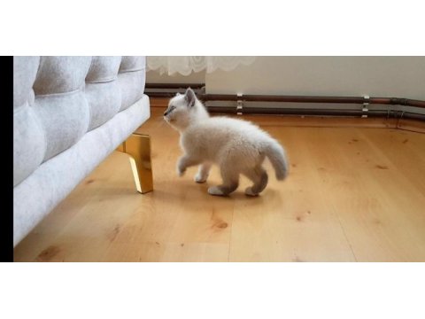 Safkan british shorthair anne altından yavrular