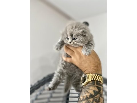 Saf kan ırk scottish fold tüm türkiye getirme şansımız var