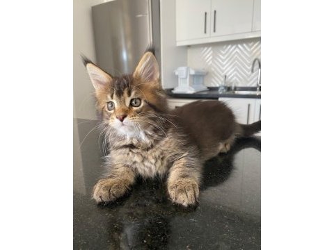 Dünyanın en güzel maine coon yavruları burada!