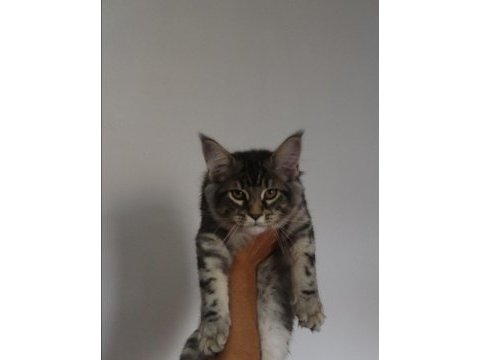 Maine coon ırkının en güzel örnekleri safkan şecereli