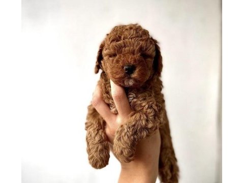 Red toy poodle yavrularım 