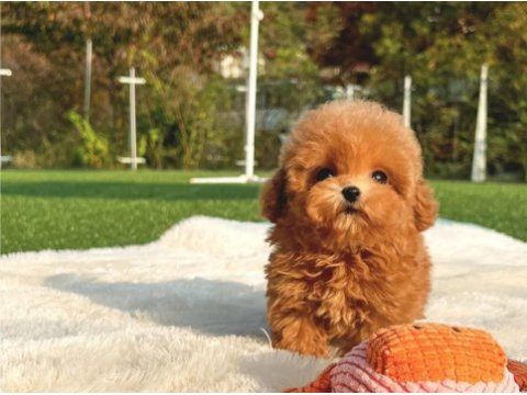 12 senelik tecrübe ile ırk garantili toy poodle