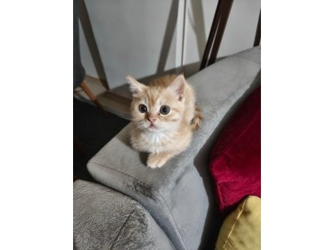 2 aylık erkek wc eğitimli british shorthair