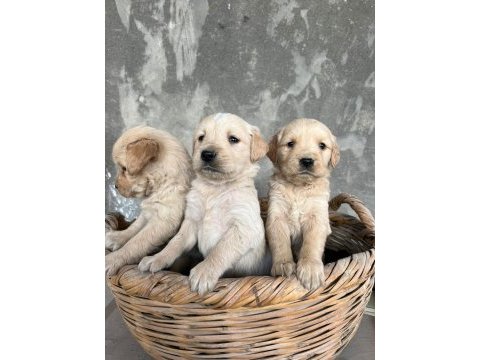 Safkan baby face golden retriever yavrularımız