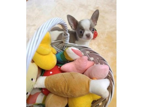 Apple face chihuahua