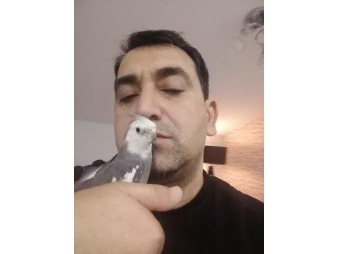 Sağlıklı ev beslemesi yavru sultan papağanlar