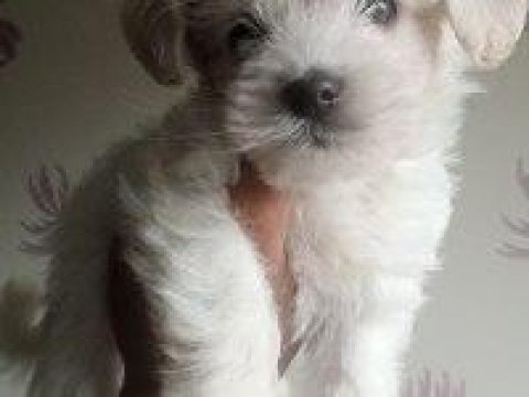 En tatlı terrier bebekler