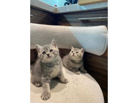 Yeni yuvasına gitmeye hazır british shorthair