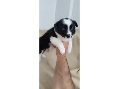 Efsane border collie yavrular
