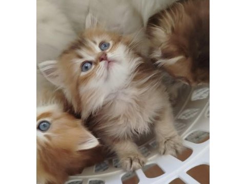 Safkan anne ve babadan british longhair