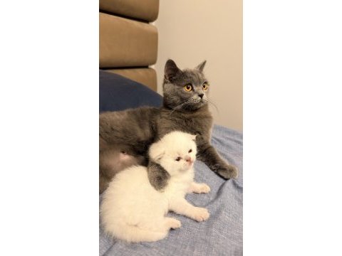 1 aylık kırık kulak scottish fold