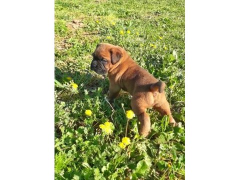 Orijinal boxer yavruları