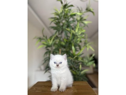 Birbirinden güzel british shorthair yavrularım 