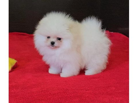 Sağlık ve ırk garantili pomeranian boo