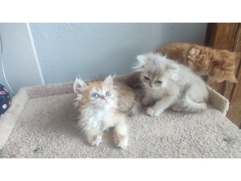 Şecereli british longhair golden yavrular
