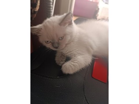 2 buçuk aylık kedimiz