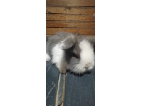 Teddy lop tavşan yavrular 35 günlük