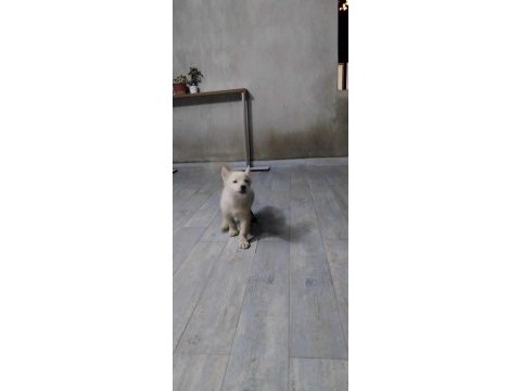 Erkek husky