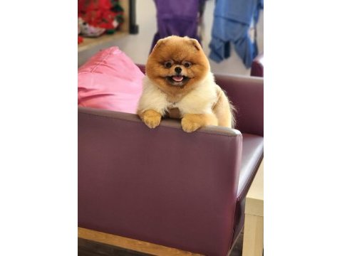 Ayı surat yetişkin erkek pomeranian