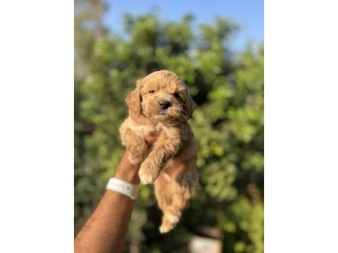 Maltipoo bebekler teacup