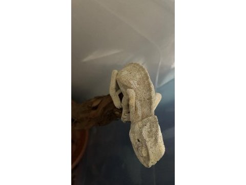 Genç anaç chamaeleo chamaeleon bukalemunu