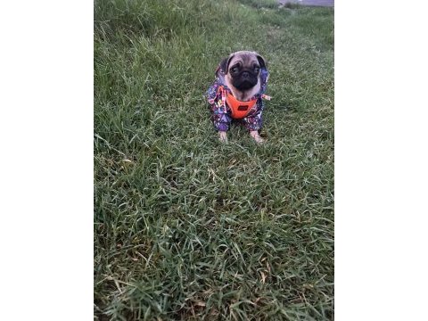 1 aylık dişi pug