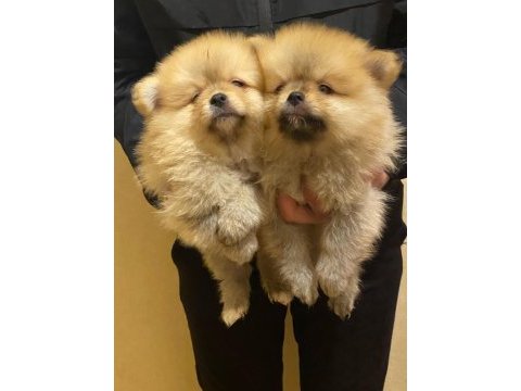 Pomeranian boo erkek 3 aylık
