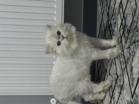 British longhair as1133 erkek 1 yaşında