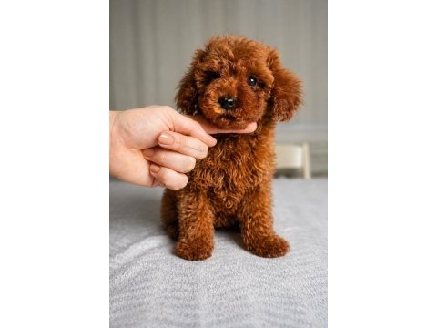 Sağlık garantili dişi red brown toy poodle