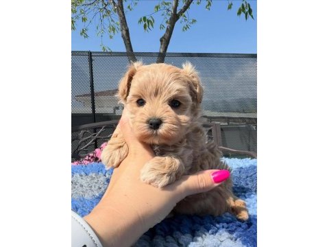 Maltipoo yavruları