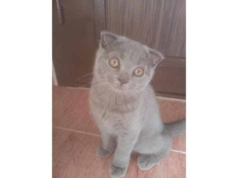 3 aylık dişi yavrumuz yeni ailesini bekliyor