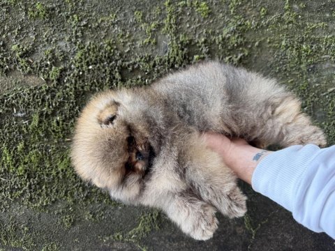 Üst kalite ayıcık surat pomeranian boo