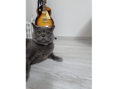 6 yaşında kısıtlaştırılmış aşıları tam kedimin