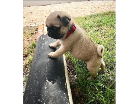 Pug yavrularımız ailelerini bekliyor
