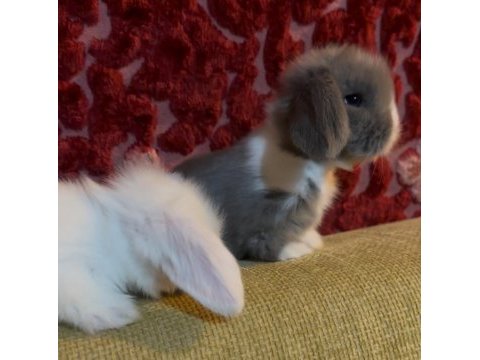 Blue ve beyaz mavi göz hollanda lop tavşanı